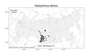 Dactylorhiza sibirica, Пальчатокоренник сибирский Efimov, Атлас флоры России (FLORUS) (Россия)