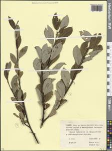 Ива, Кавказ, Северная Осетия, Ингушетия и Чечня (K1c) (Россия)