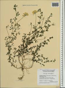 Лядвенец рогатый L., Крым (KRYM) (Россия)