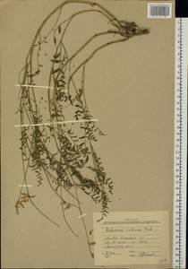 Копеечник меловой DC., Восточная Европа, Нижневолжский район (E9) (Россия)