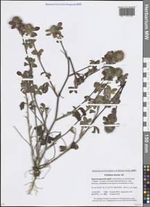 Клевер мохнатый All., Кавказ, Краснодарский край и Адыгея (K1a) (Россия)