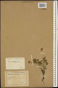 Пупавка белоснежнейшая Willd. ex Spreng., Кавказ (без точных местонахождений) (K0)
