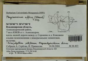 Cirriphyllum piliferum (Hedw.) Grout, Гербарий мохообразных, Мхи - Центральное Нечерноземье (B6) (Россия)