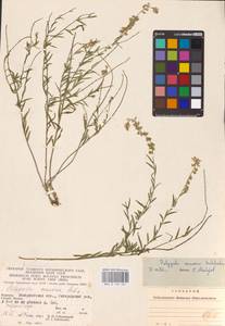 Истод хохлатый Schkuhr, Восточная Европа, Западно-Украинский район (E13) (Украина)