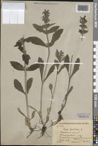 Живучка женевская L., Восточная Европа, Центральный лесостепной район (E6) (Россия)