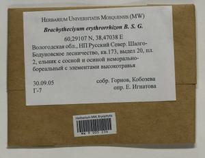 Brachythecium erythrorrhizon Schimp., Гербарий мохообразных, Мхи - Архангельская и Вологодская области, Коми, Ненецкий АО (B7) (Россия)