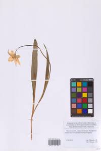 Тюльпан лесной южный (Link) Pamp., Восточная Европа, Московская область и Москва (E4a) (Россия)