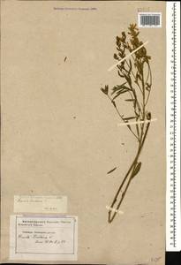 Genista tinctoria subsp. tinctoria, Кавказ, Грузия (K4) (Грузия)