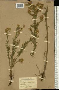 Centaurea stoebe subsp. stoebe, Восточная Европа, Ростовская область (E12a) (Россия)