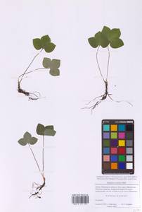 Печеночница благородная Schreb., Восточная Европа, Московская область и Москва (E4a) (Россия)