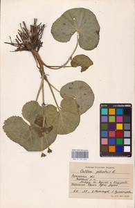 Калужница болотная L., Восточная Европа, Центральный район (E4) (Россия)