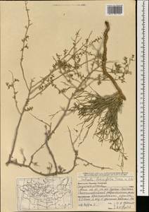 Collinosalsola laricifolia (Turcz. ex Litv.), Монголия (MONG) (Монголия)