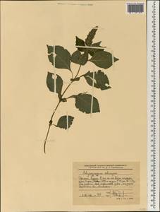 Achyrospermum schimperi (Hochst. ex Briq.) Perkins, Африка (AFR) (Эфиопия)