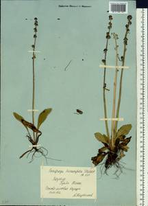 Micranthes hieraciifolia (Waldst. & Kit.) Haw., Сибирь, Якутия (S5) (Россия)