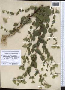 Володушка круглолистная L., Кавказ, Краснодарский край и Адыгея (K1a) (Россия)