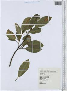 Magnolia compressa Maxim., Зарубежная Азия (ASIA) (Тайвань)