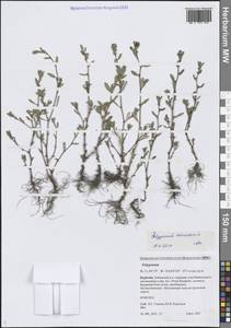 Спорыш птичий, Горец птичий L., Сибирь, Прибайкалье и Забайкалье (S4) (Россия)