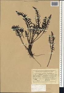 Мытник судетский Willd., Сибирь, Центральная Сибирь (S3) (Россия)