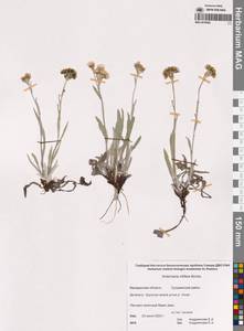 Кошачья лапка ворсоносная (Hook.) Greene, Сибирь, Чукотка и Камчатка (S7) (Россия)