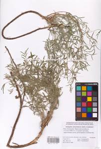 Astragalus astrachanicus Sytin & Laktionov, Восточная Европа, Нижневолжский район (E9) (Россия)
