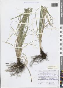 Carex flacca subsp. erythrostachys (Hoppe) Holub, Кавказ, Черноморское побережье (от Новороссийска до Адлера) (K3) (Россия)