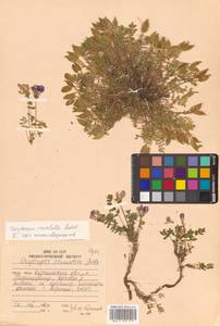 Остролодочник завернутый Ledeb., Сибирь, Дальний Восток (S6) (Россия)