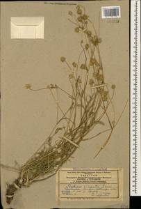 Ломелозия серебристая (L.) Greuter & Burdet, Кавказ, Армения (K5) (Армения)