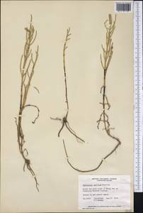 Salicornia pacifica Standl., Америка (AMER) (Канада)