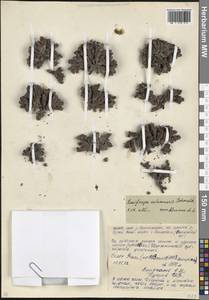 Камнеломка колончатая Schmalh. ex Akinf., Кавказ, Северная Осетия, Ингушетия и Чечня (K1c) (Россия)