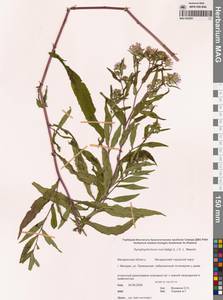 Симфиотрихум виргинский, Американская астра виргинская (L.) G.L.Nesom, Сибирь, Чукотка и Камчатка (S7) (Россия)