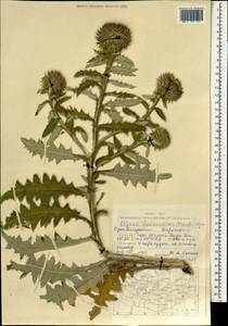 Olgaea lomonossowii (Trautv.) Iljin, Монголия (MONG) (Монголия)