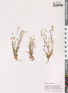 Звездчатка длинночерешковая, Сибирь, Чукотка и Камчатка (S7) (Россия)