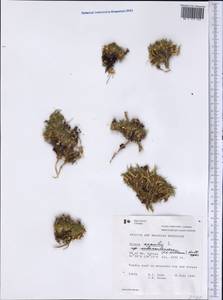 Silene acaulis subsp. acaulis, Америка (AMER) (Канада)