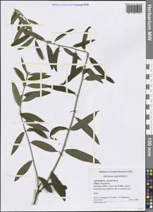 Helicteres angustifolia L., Зарубежная Азия (ASIA) (КНР)