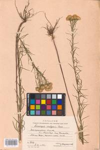 Солонечник льновидный (L.) Rchb. fil., Восточная Европа, Западно-Украинский район (E13) (Украина)