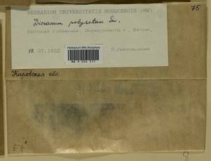 Dicranum polysetum Sw., Гербарий мохообразных, Мхи - Пермский край, Удмуртия, Свердловская и Кировская области (B8) (Россия)
