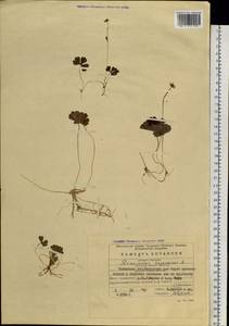 Coptidium lapponicum (L.) Á. Löve & D. Löve, Сибирь, Прибайкалье и Забайкалье (S4) (Россия)