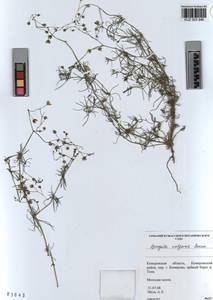 KUZ 003 946, Spergula arvensis subsp. arvensis, Сибирь, Алтай и Саяны (S2) (Россия)