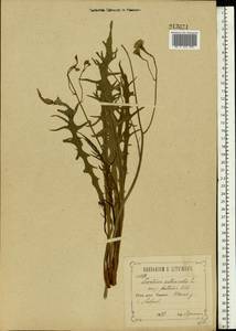 Scorzoneroides autumnalis subsp. autumnalis, Восточная Европа, Центральный лесостепной район (E6) (Россия)