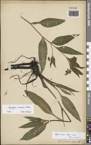 Symphytum tanaicense Steven, Восточная Европа, Центральный лесостепной район (E6) (Россия)