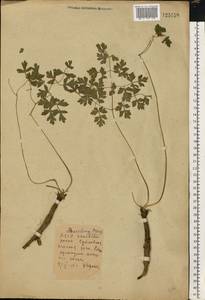 Oreoselinum nigrum Delarbre, Восточная Европа, Белоруссия (E3a) (Белоруссия)