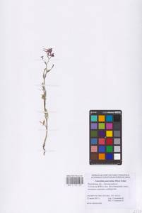 Delphinium consolida subsp. paniculatum (Host) N.Busch, Восточная Европа, Ростовская область (E12a) (Россия)