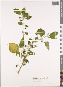 Паслен черный L., Зарубежная Азия (ASIA) (КНР)