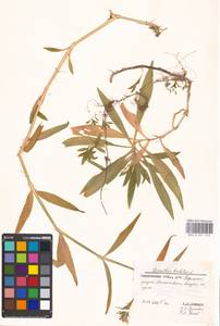 Гвоздика бородатая L., Восточная Европа, Московская область и Москва (E4a) (Россия)