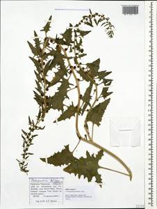 Blitum virgatum subsp. virgatum, Кавказ, Ставропольский край, Карачаево-Черкесия, Кабардино-Балкария (K1b) (Россия)