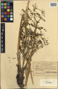 Ферула алайская Pimenov & Melibaev, Средняя Азия и Казахстан, Памир и Памиро-Алай (M2) (Киргизия)