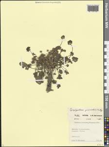 Борщевик пахучий C.A.Mey., Кавказ, Дагестан (K2) (Россия)