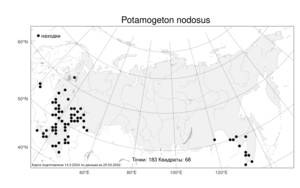 Potamogeton nodosus, Рдест узловатый Poir., Атлас флоры России (FLORUS) (Россия)