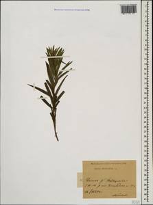 Pentanema ensifolium (L.) D. Gut. Larr., Santos-Vicente, Anderb., E. Rico & M. M. Mart. Ort., Кавказ, Ставропольский край, Карачаево-Черкесия, Кабардино-Балкария (K1b) (Россия)
