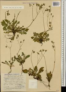 Crepis sancta subsp. sancta, Кавказ, Армения (K5) (Армения)